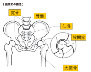 股関節の構造の図