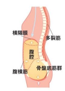 腹圧を構成する筋肉