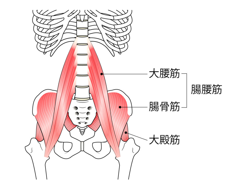 腸腰筋の実際の位置と名称