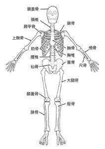 全身の骨格