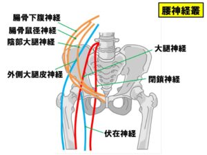 腰神経叢の走行