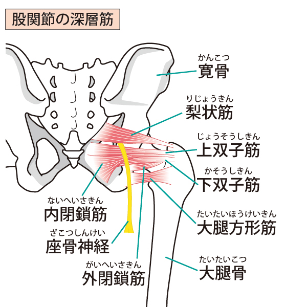 股関節の深層筋のイメージ