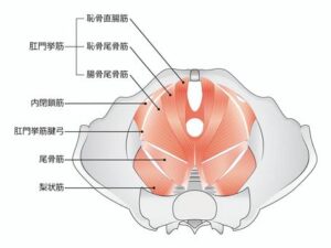 骨盤底筋のイラスト