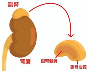 腎臓・副腎のイラスト