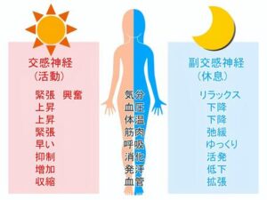 自律神経のイラスト