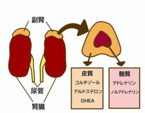 腎臓・副腎のイラスト