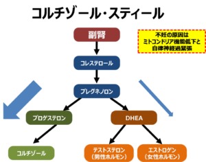 コルチゾールスティールのイラスト