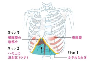 鳩尾の解剖図