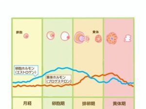 女性ホルモンのグラフ